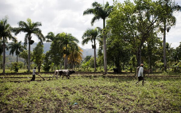 Zwei Landwirte pflügen mit einem Ochsen ein Feld, umgeben von Palmen und üppiger Vegetation.