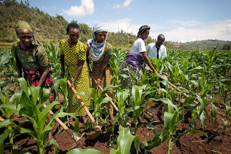Farmers in colorful attire cultivate a lush maize field under a clear sky, showcasing teamwork and agriculture.