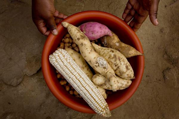 Two hands hold a bowl filled with diverse African root vegetables and corn on a dirt background.