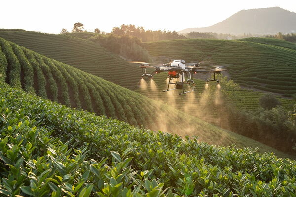 A drone sprays pesticide over lush green tea plantations on a sunny hillside.