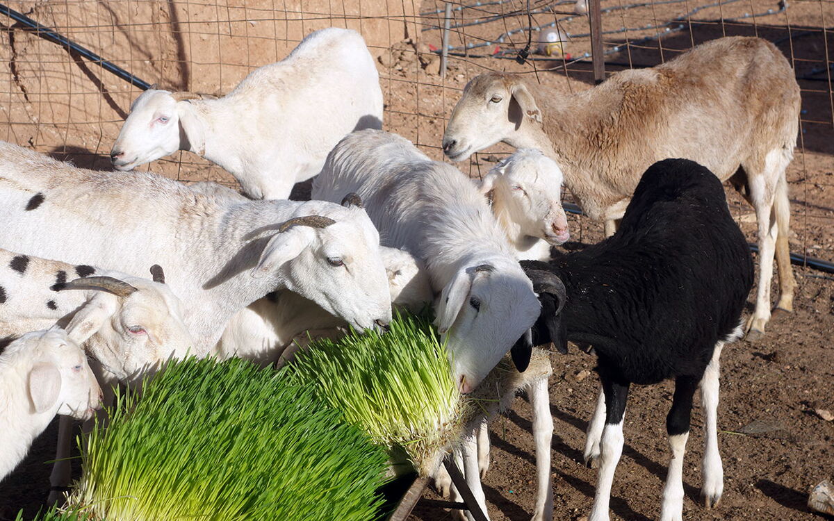 Mehrere Ziegen fressen gemeinsam frisches Gras in einem Gehege bei Sonnenschein.