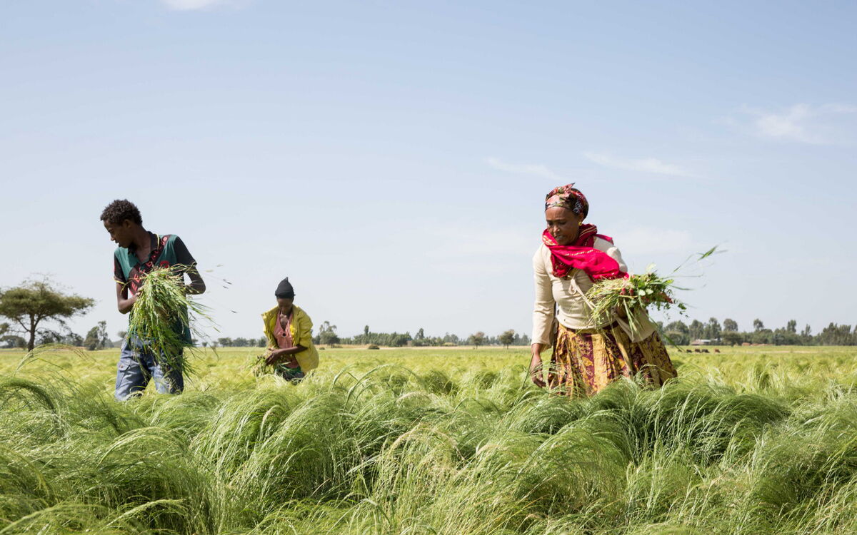 Drei Personen ernten Gras auf einem weiten Feld unter klarem Himmel, wobei eine Frau einen roten Schal trägt.