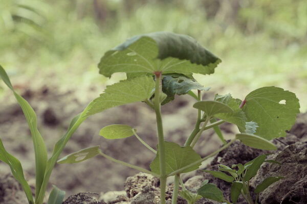 Young green seedlings sprout from the soil, showcasing new growth in a lush garden setting.