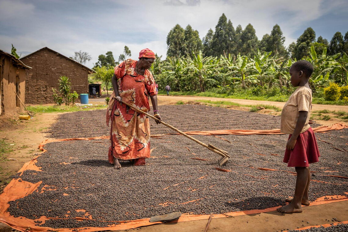 A woman in a colorful dress dries coffee beans on a tarp outside her home, while a child watches attentively.