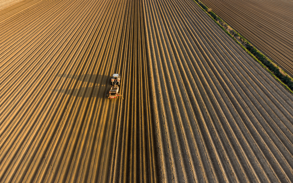 A tractor harvests crops in neat, parallel rows under the golden sunlight, showcasing modern agriculture.