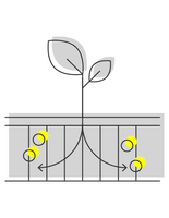 A black graphic shows a plant sprouting from soil, with four yellow tennis balls embedded in the ground.