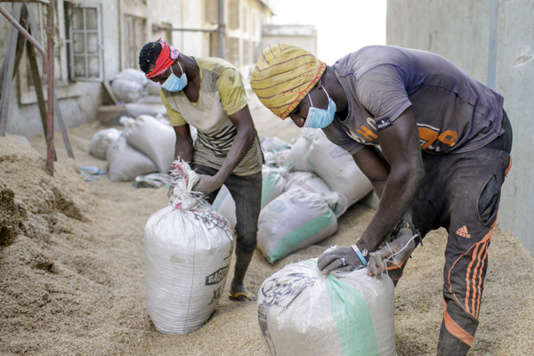 Two workers wearing masks fill large sacks with grain in an outdoor storage area.