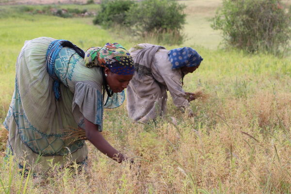 Two women in colorful headscarves bend over to harvest crops in a lush green field.