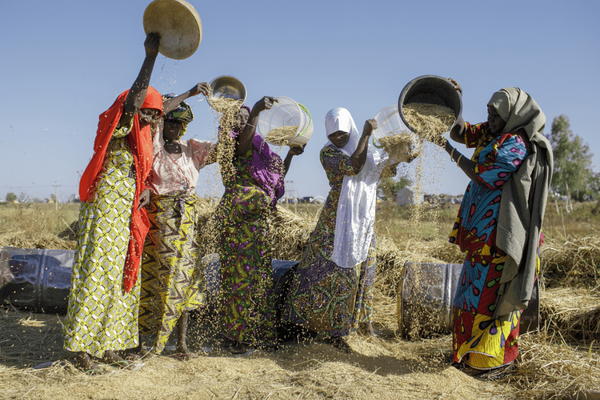 Women in colorful attire joyfully thresh grain in a sunny, rural field, showcasing agricultural teamwork and tradition.
