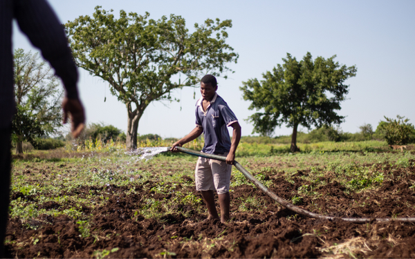 Ein Mann bewässert mit einem Schlauch ein Feld, umgeben von Bäumen, unter klarem Himmel.