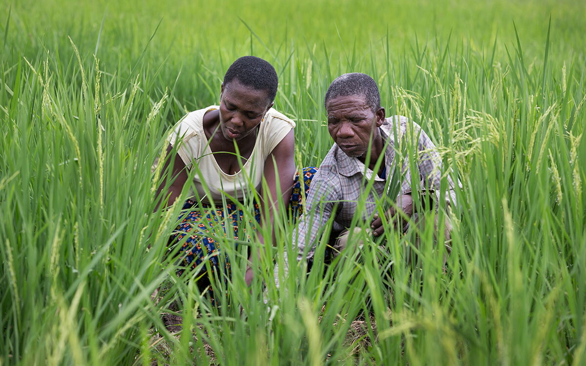 Zwei Menschen arbeiten konzentriert auf einem grünen Reisfeld, inspiriert von nachhaltiger Landwirtschaft.