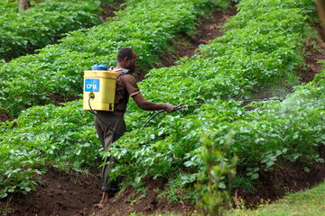 Rwanda: A farmer sprays pesticide on his tea plantation. Photo: Wolfgang Langenstrassen/picture-alliance/dpa