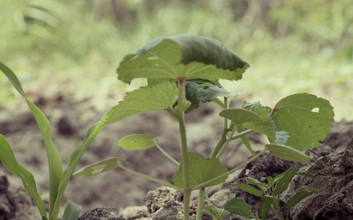 Junge Pflanzen wachsen aus der Erde in einem Garten, umgeben von grünem Laub und natürlichem Licht.