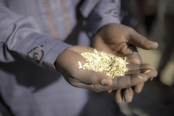 A person holds a handful of rice grains in their outstretched hands, showcasing the harvest. | © GIZ Thomas Imophotothek