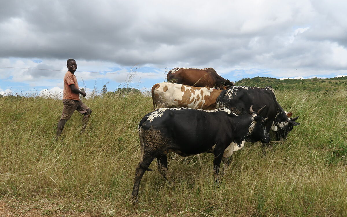 Ein Mann in Malawi führt eine Gruppe von Kühen durch hohes Gras unter einem bewölkten Himmel.