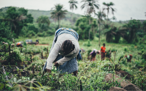 Eine Frau arbeitet in einem üppigen grünen Feld, während im Hintergrund weitere Menschen bei der Ernte helfen.