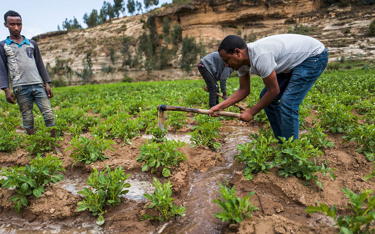 Männer arbeiten auf einem grünen Feld in Tigray und bewässern die Pflanzen mit Wasserkanälen.