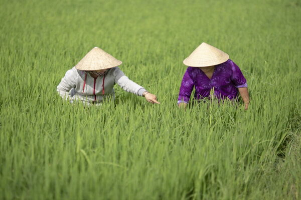 Two people wearing conical hats are working in a lush green rice field, engaging in a focused discussion.