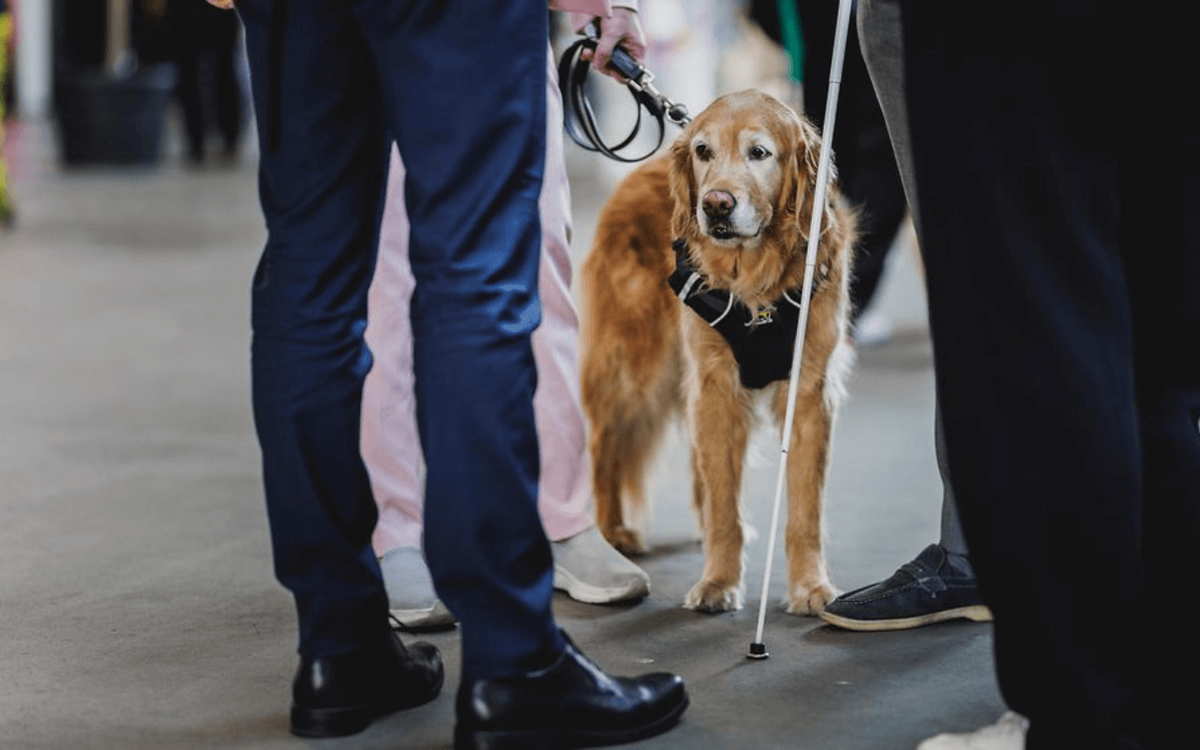 Ein Blindenhund steht aufmerksam zwischen Menschen beim Global Disability Summit 2025.