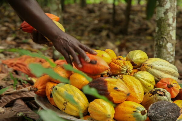 A hand picks vibrant cocoa pods from a pile on the ground in a lush forest setting, showcasing the cocoa story.
