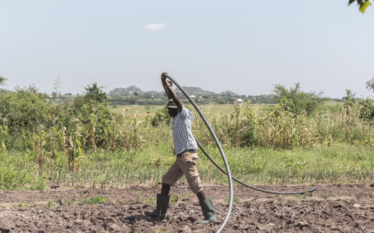 Eine Person auf einem Feld zieht einen Schlauch für die Bewässerung durch die Erde, um die Ernte zu verbessern.