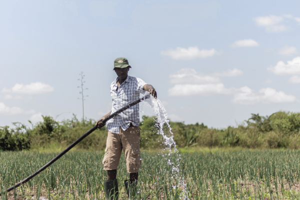 A farmer irrigates a lush green field with a hose under a clear sky in Tanzania, utilizing solar irrigation techniques.