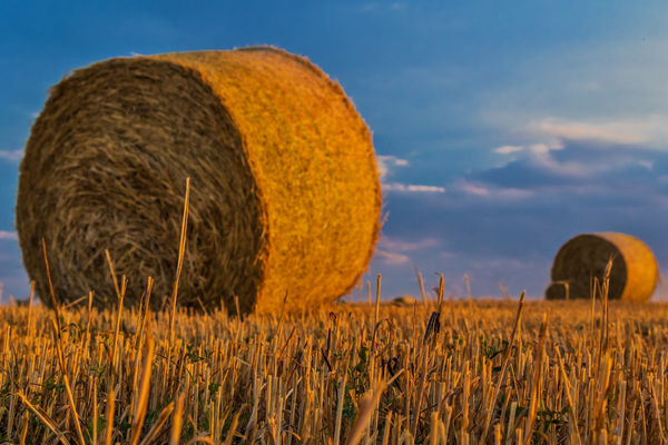 Golden hay bales rest on a sunlit stubble field under a clear blue sky, evoking a tranquil rural landscape.