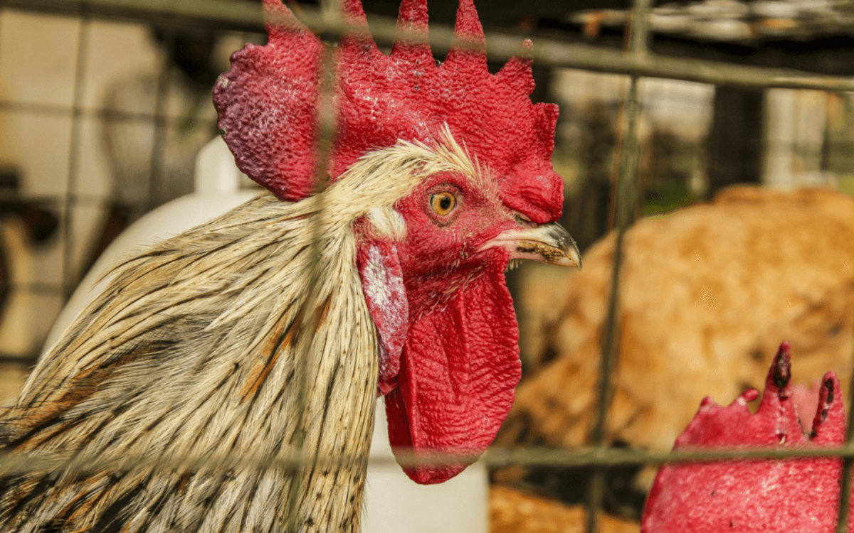 Ein stolzer Hahn steht in einem ländlichen Hühnerstall, umgeben von anderen Hühnern.