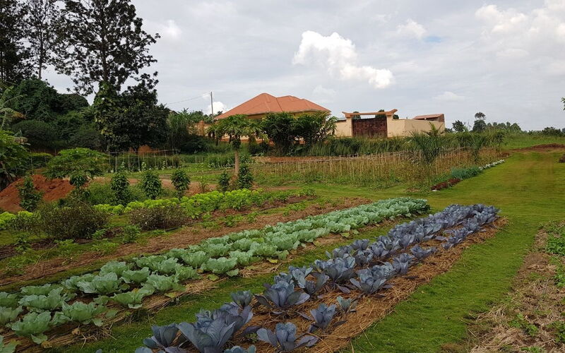 Kohl und Salatanbau auf einer Farm im ostafrikanische Uganda