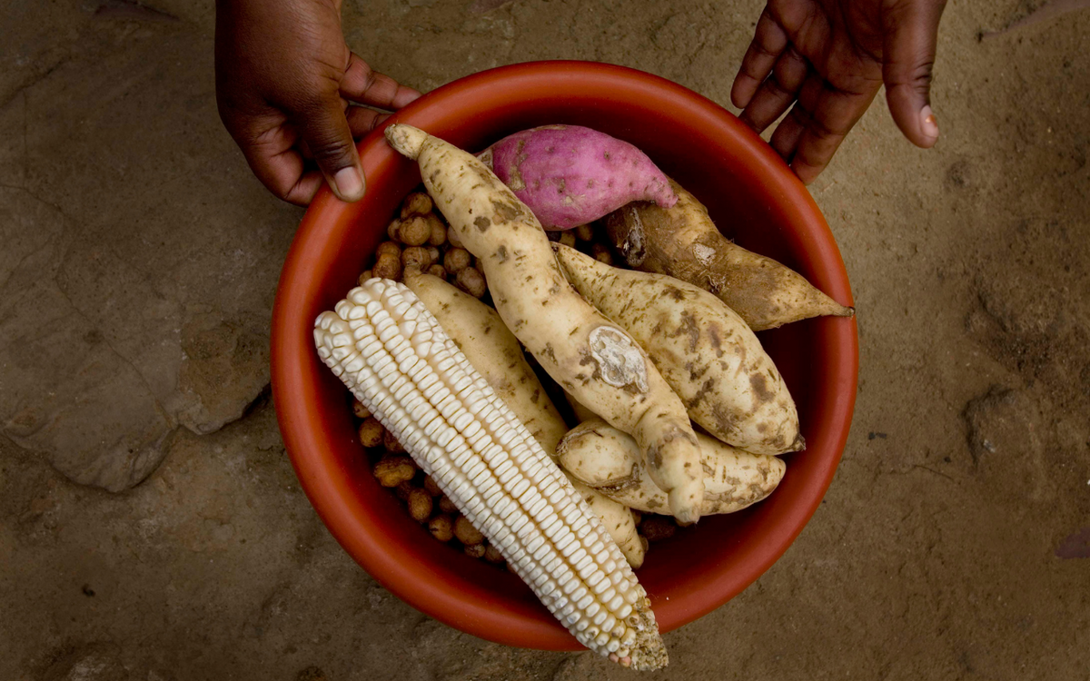 Eine Person hält eine Schüssel mit verschiedenen afrikanischen Feldfrüchten, darunter Mais und Süßkartoffeln.