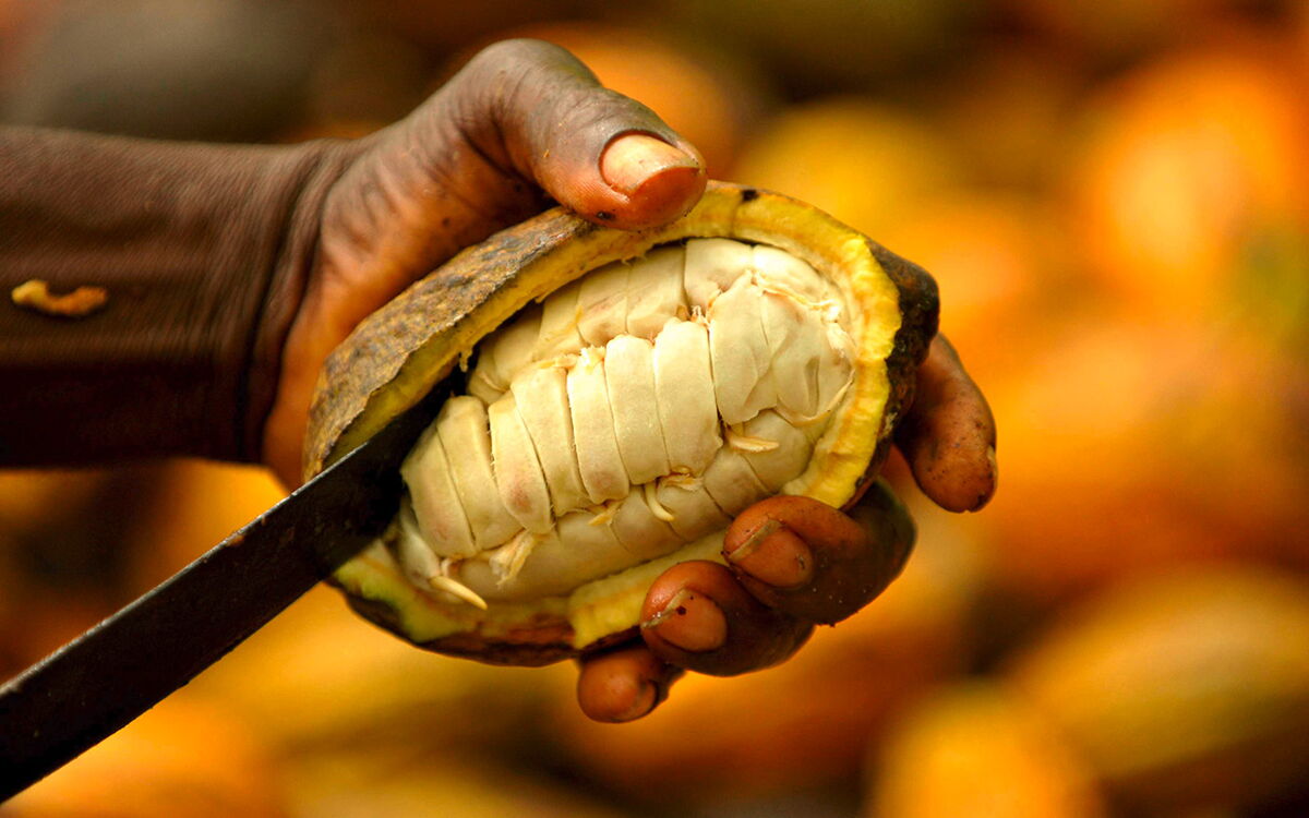 Eine Hand hält und öffnet eine Kakaoschote mit einem Messer, um die weißen Bohnen freizulegen.