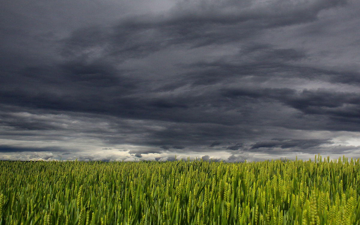 Ein grünes Weizenfeld erstreckt sich unter einem dramatisch bewölkten Himmel in der Ukraine.