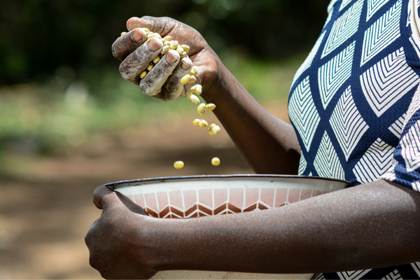 A person in a patterned shirt sorts and collects beans in a bowl outdoors.