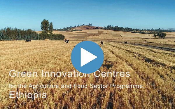 Weite Felder und Bäume unter blauem Himmel symbolisieren Innovation im Landwirtschaftszentrum.