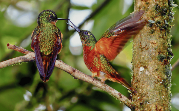 Zwei Kolibris mit buntem Gefieder interagieren lebhaft auf einem Ast im üppigen Grün Ecuadors. | © GIZ AndrÃ©s Verdezoto