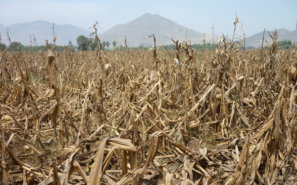 Ein ausgetrocknetes Maisfeld in einer Landschaft mit Bergen im Hintergrund zeigt die Auswirkungen der Dürre 2022.