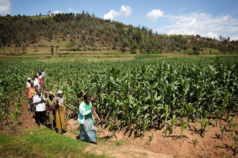 A group of farmers walk through lush maize fields under a bright blue sky in a rural landscape.