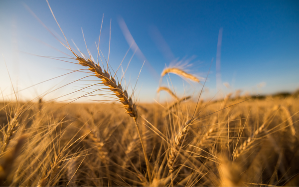 Ein goldenes Weizenfeld erstreckt sich unter einem klaren blauen Himmel, während die Ähren sanft im Wind wiegen.