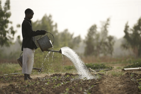 A person is watering plants in a rural field with a metal watering can, surrounded by greenery and trees.