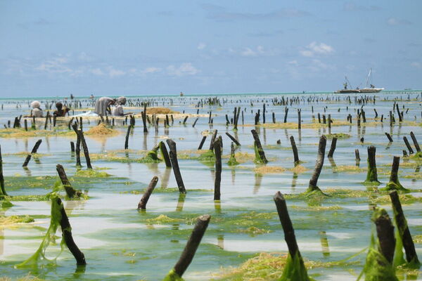 People are harvesting seaweed in a rural aquatic landscape with wooden stakes protruding from the water. | © GIZ