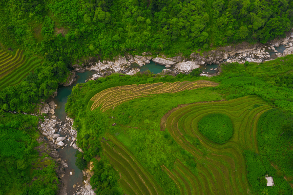 Lush green terraced fields curve around a winding river, showcasing nature's intricate patterns in action.