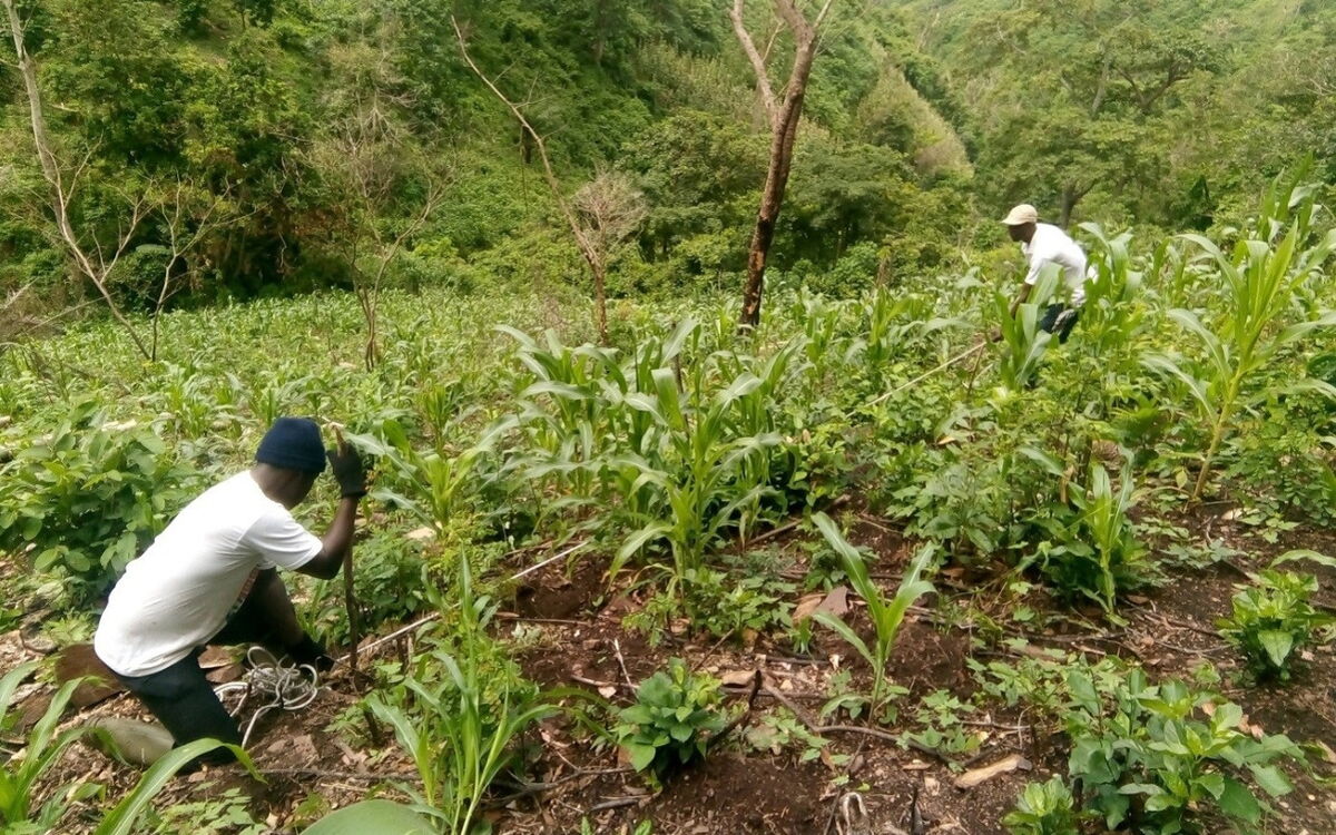 Zwei Personen pflegen Pflanzen auf einem grünen Hang in Togo.