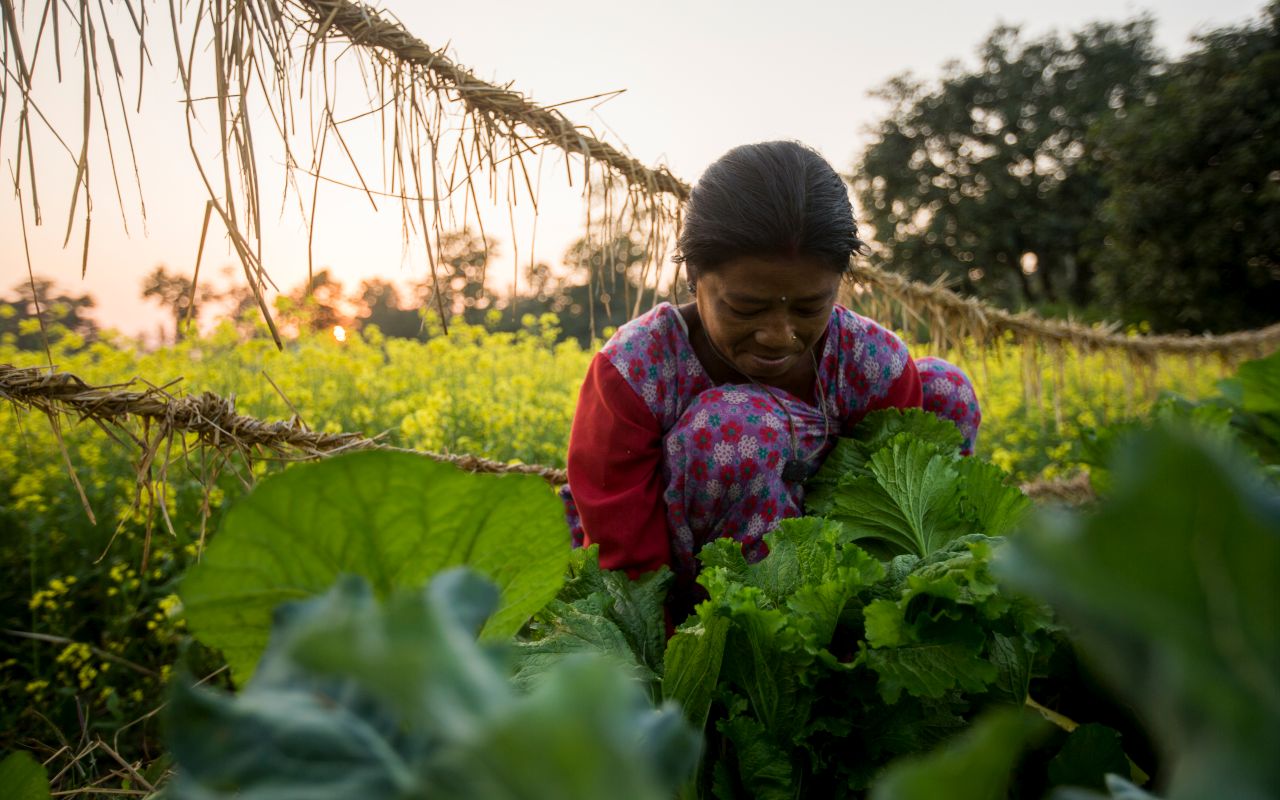 Eine Frau in bunter Kleidung arbeitet bei Sonnenuntergang in einem grünen Gemüsegarten.