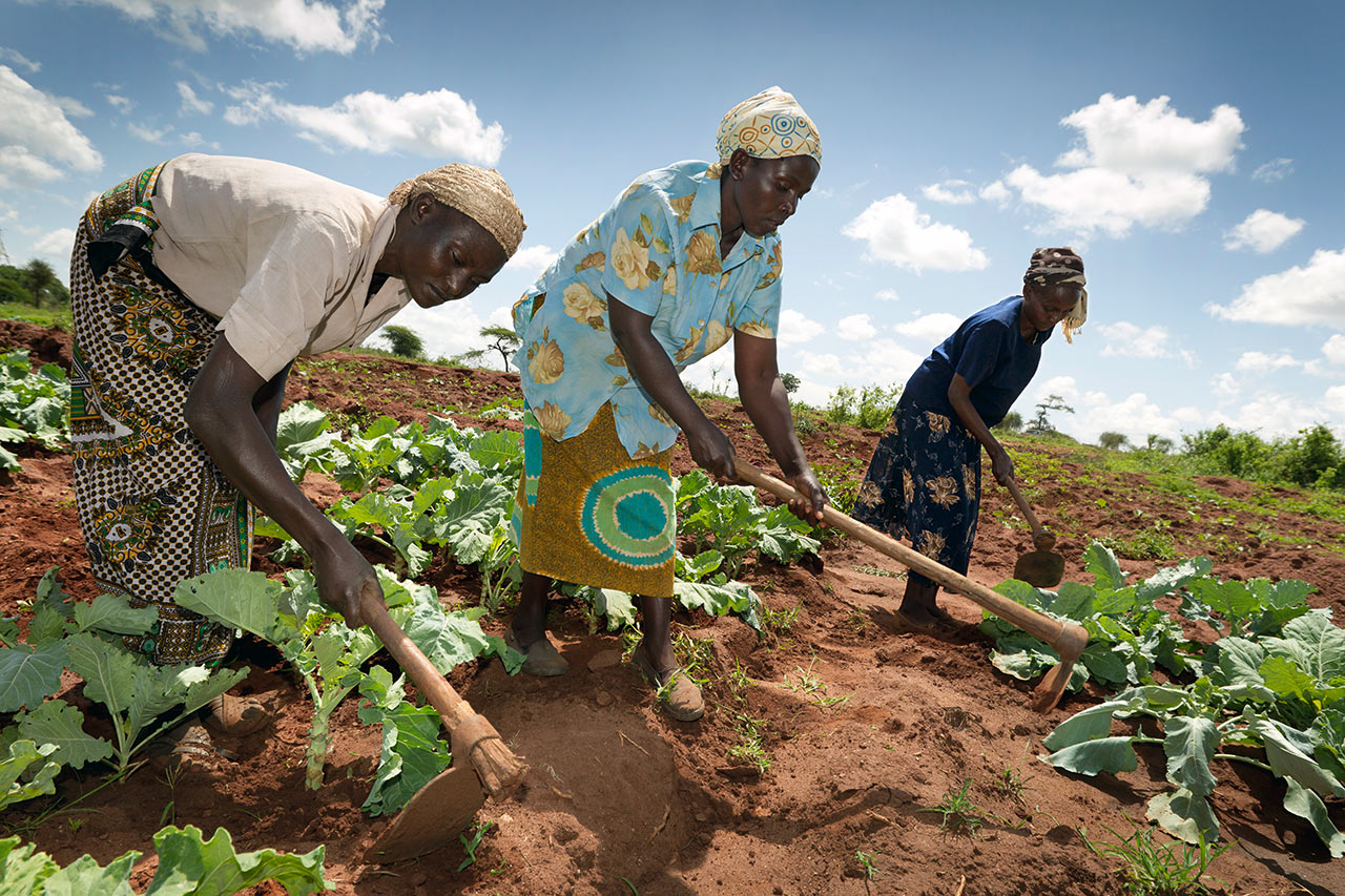 Zambia: Women farmers in their maize field with improved, climate-adapted cultivation methods. Photo: WWF Germany