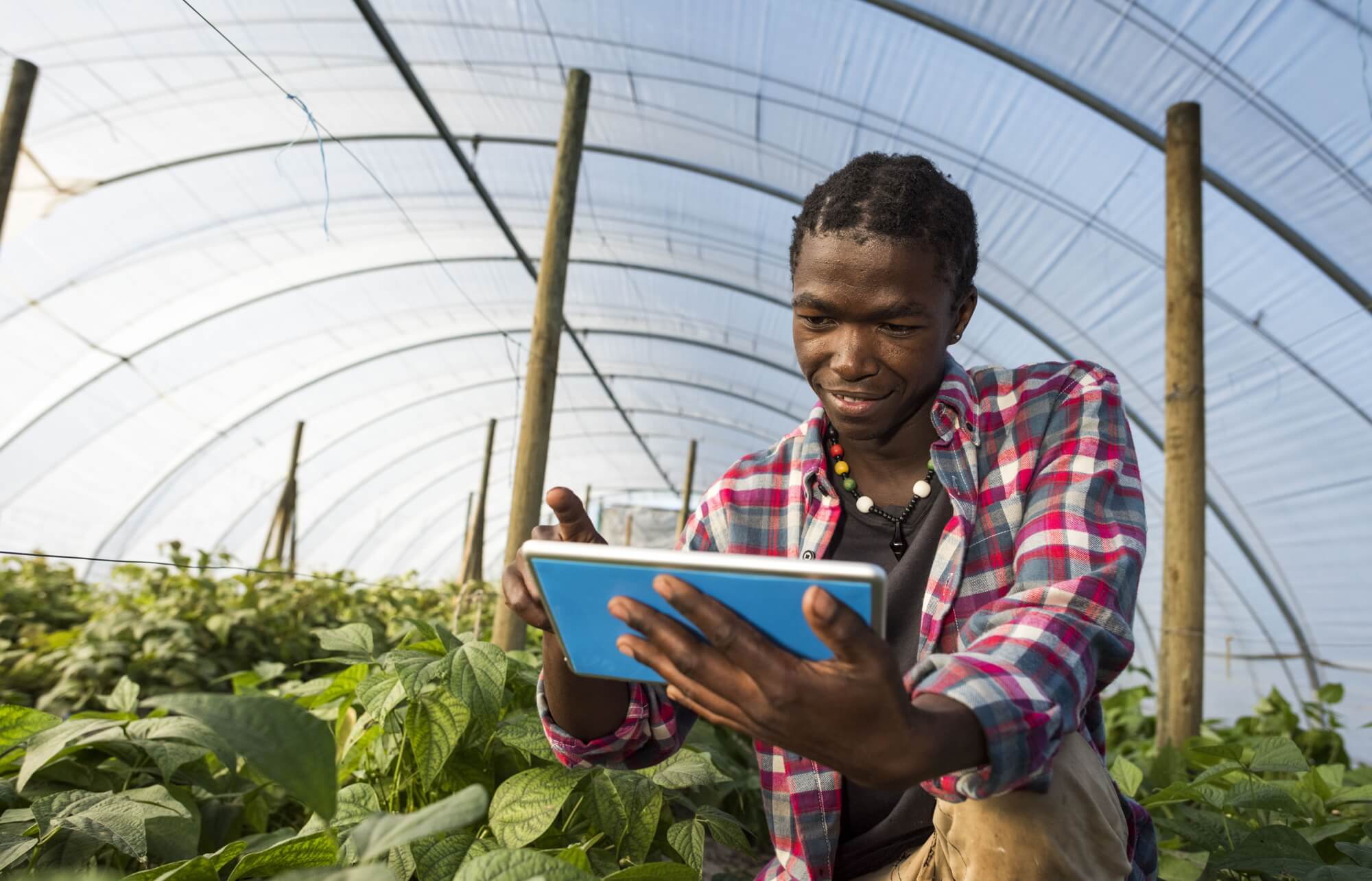 A man in a plaid shirt uses a tablet while working in a greenhouse filled with lush green plants.