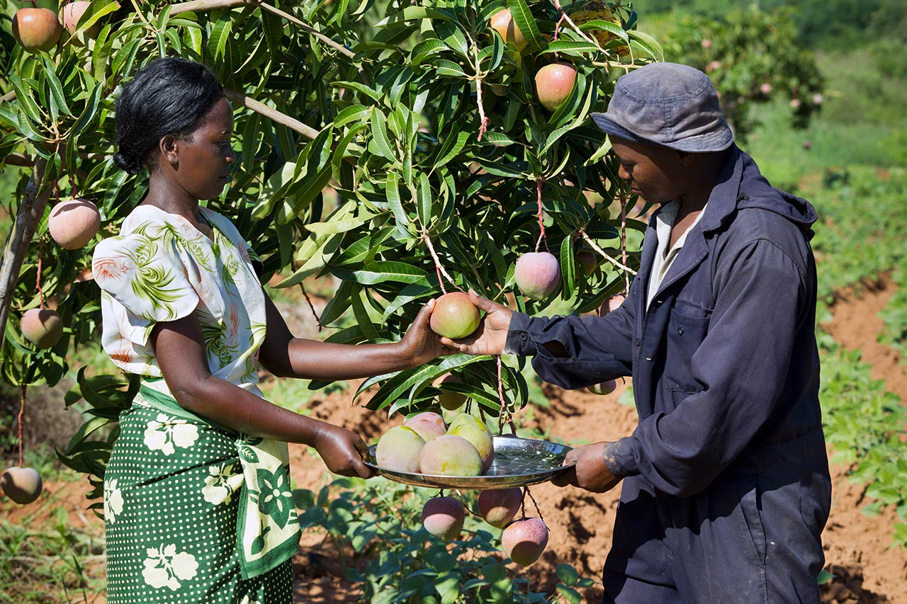 Kenya: Farmers harvest freshly grown mangoes. Photo: Christoph Püschner/Bread for the World