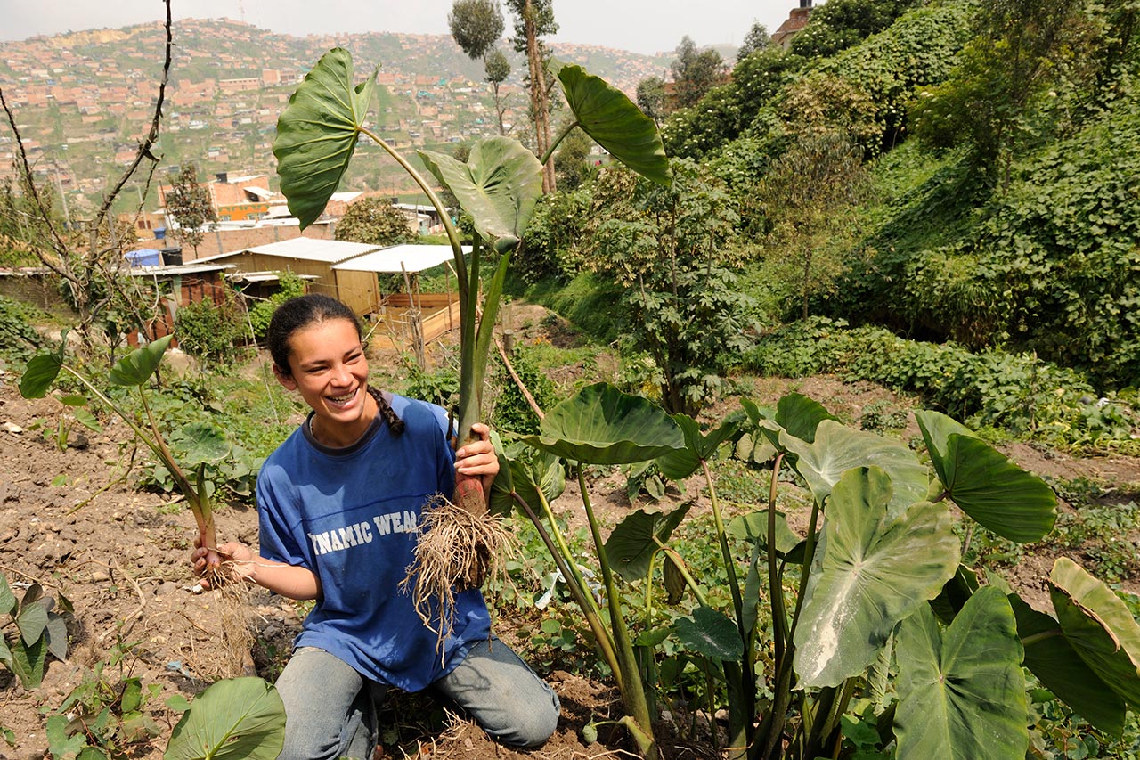 A woman joyfully harvests large taro plants in a lush hillside garden with a scenic view of a distant village.