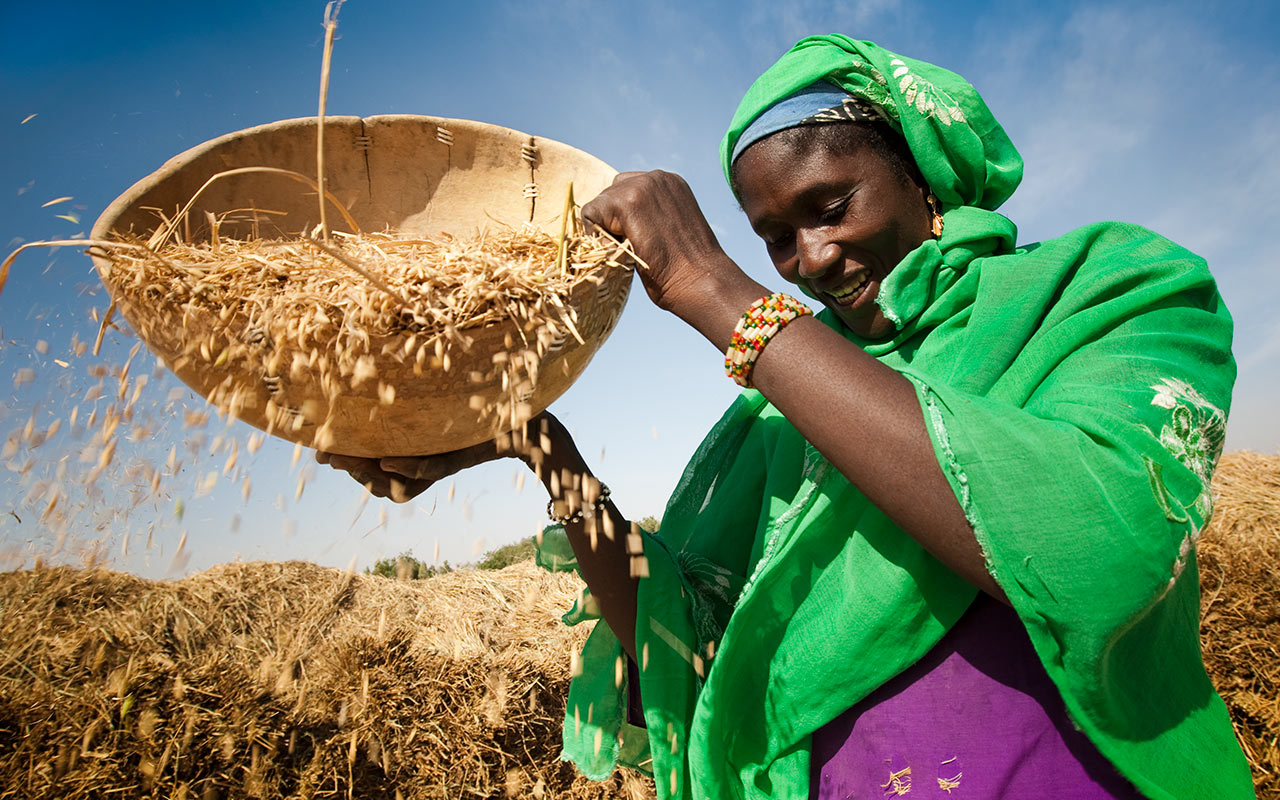 A woman in a vibrant green garment joyfully winnows grain under a clear blue sky, showcasing traditional agricultural practices.
