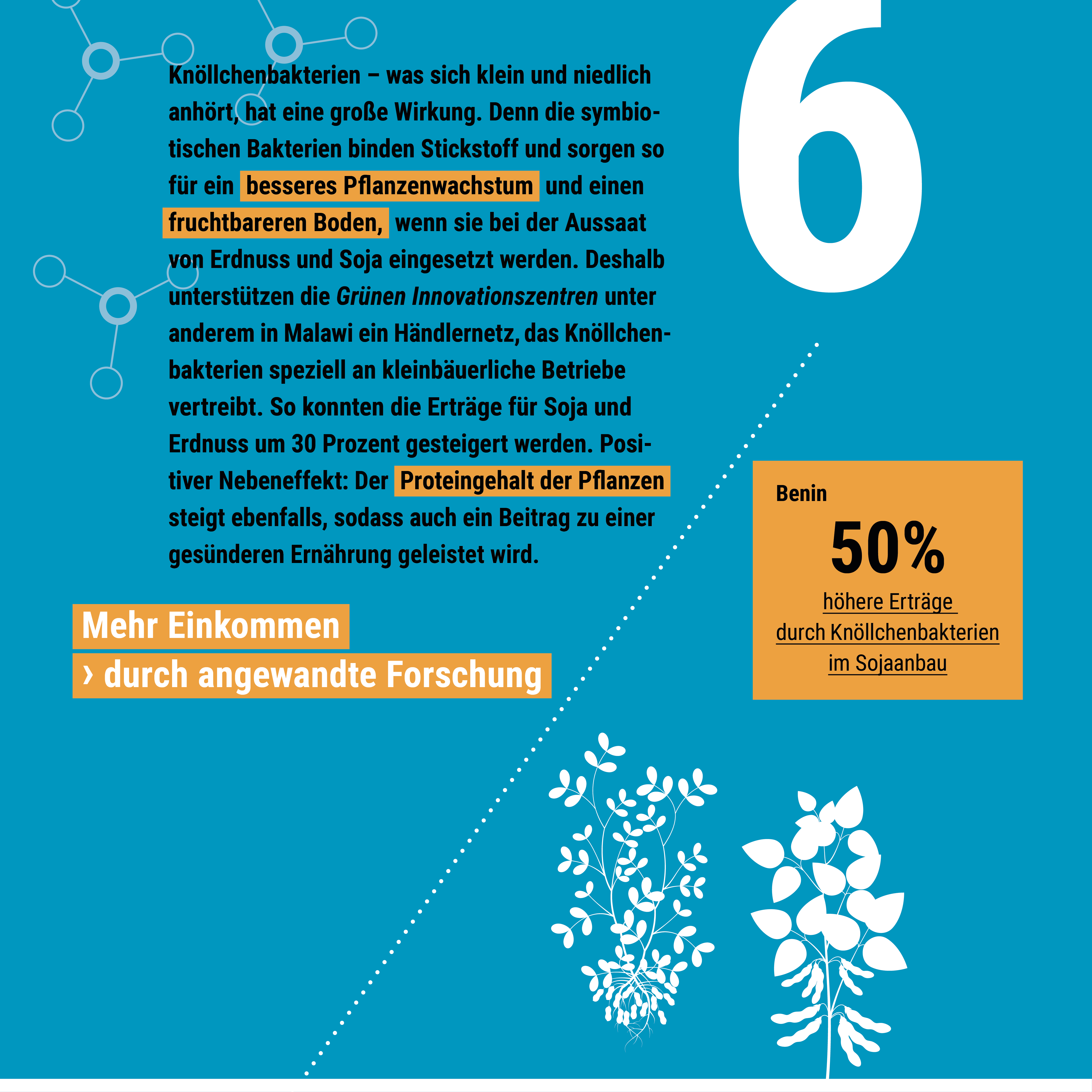 Grafik zeigt Text über Knöllchenbakterien, die Pflanzenerträge steigern, mit Illustrationen von Pflanzen und der Zahl sechs.